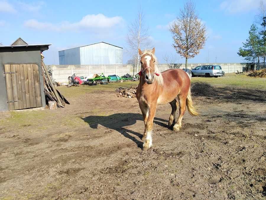 OGIER Kasztan Księga Główna