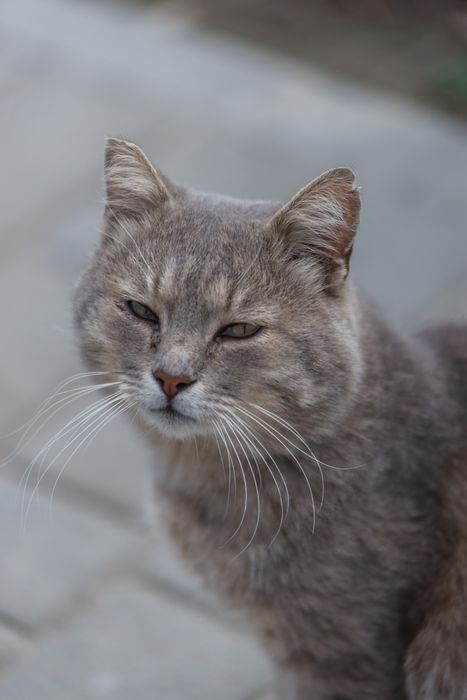 Прилаштовується котик