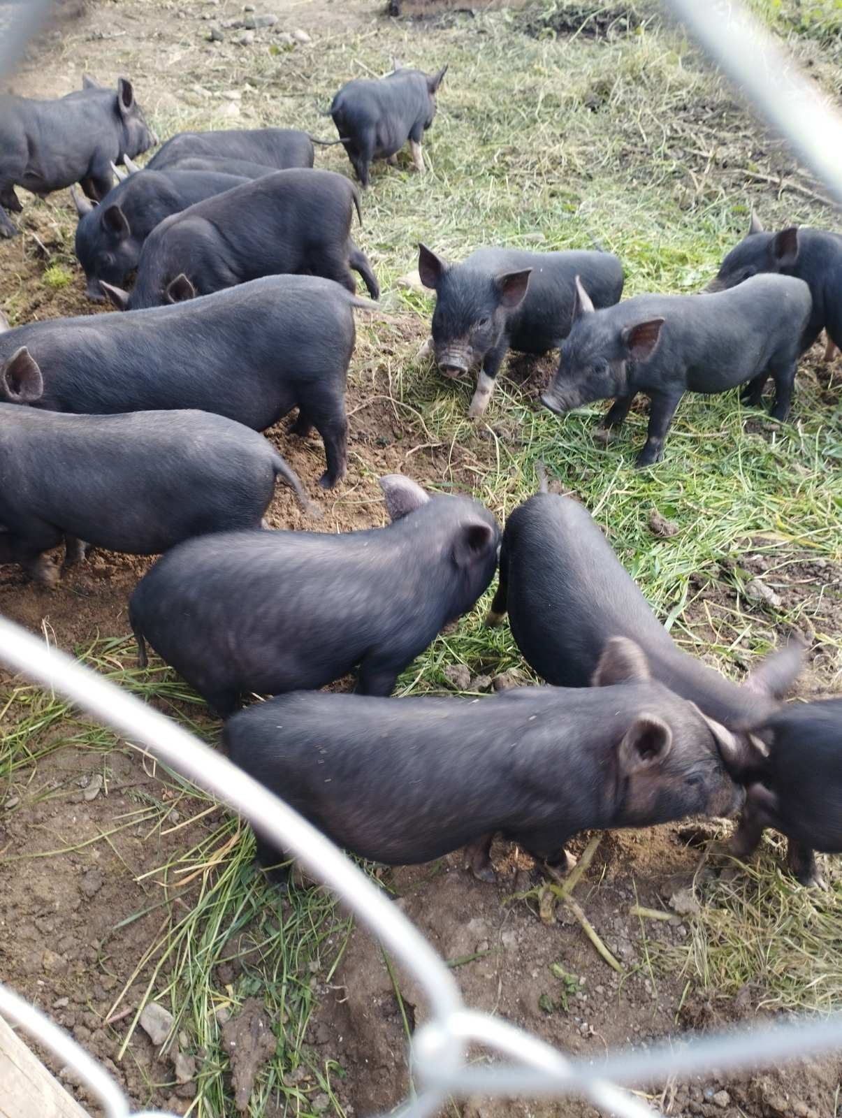 Продам В'єтнамські поросята