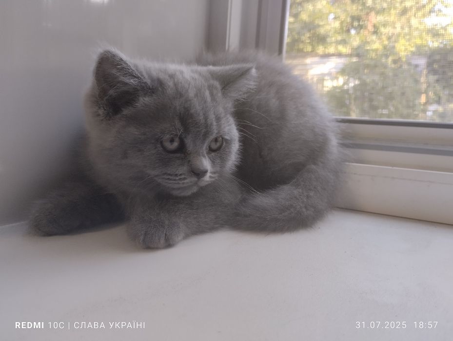Девочка шотландская прямоухая