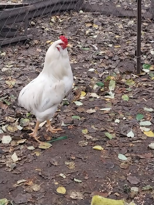 Продається гарний півень помісь араукана