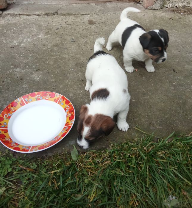 Джек Рассел тер'єр