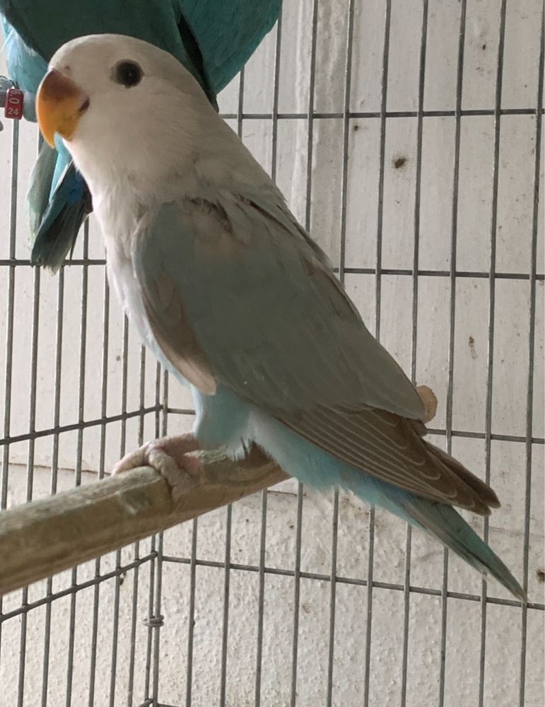 Casal agapornis longfeather