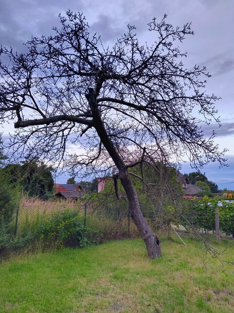 Drzewo do wycięcia. Jabłoń