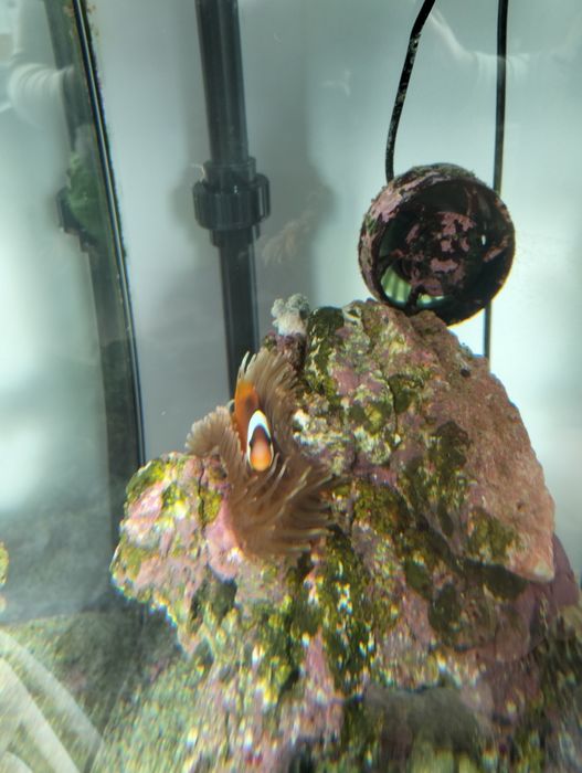 Vende-se rocha com anémona e peixe