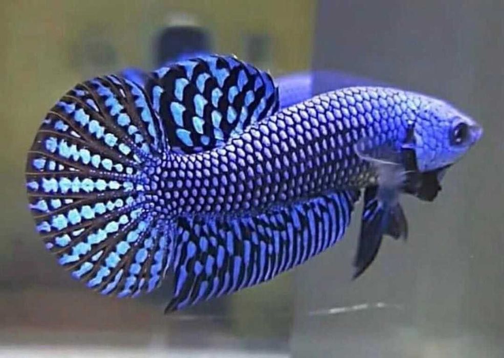 Bojownik alien - odmiana NIEBIESKA - PARA - 2 sztuki - BETTA - RARYTAS