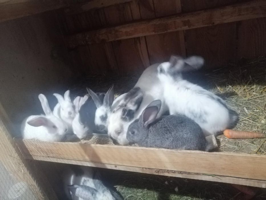 Sprzedam króliki