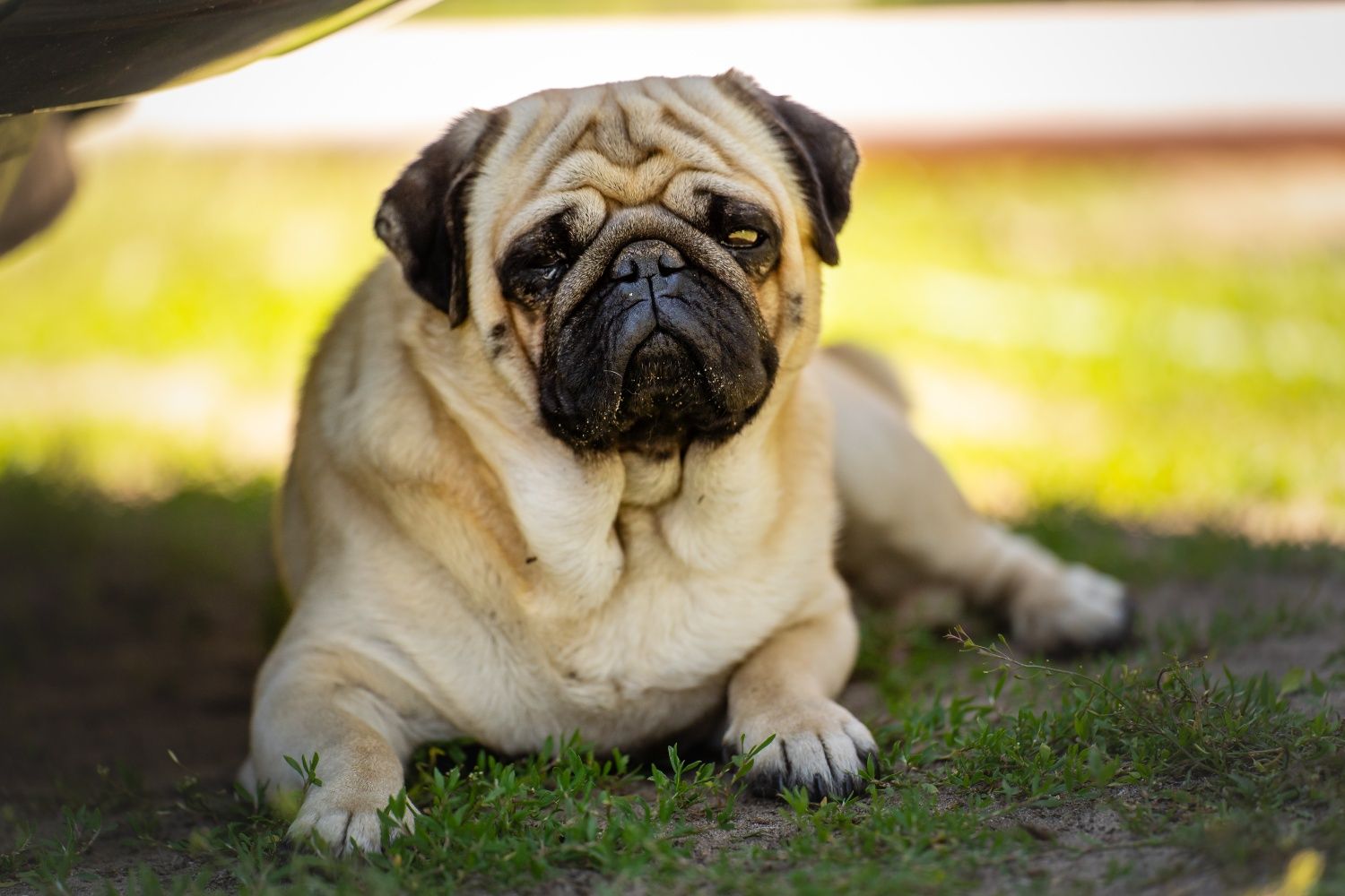 Mops 8 tygodnowy piesek