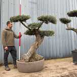 Oliveiras para jardim ou bonsai, boa azeitona