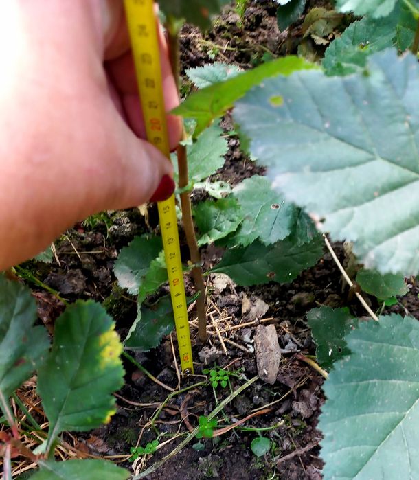 Саджанці глоду лікарського