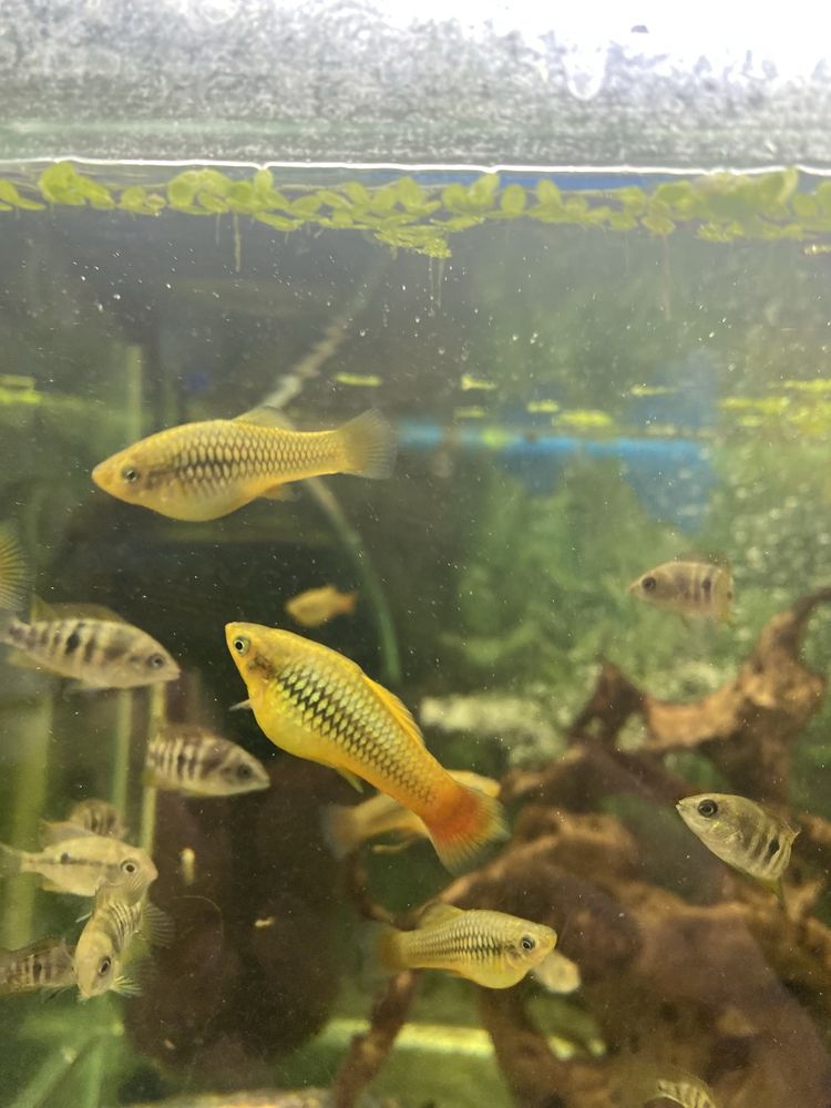 Platka- Zmienniak wielobarwny Variatus multicolor