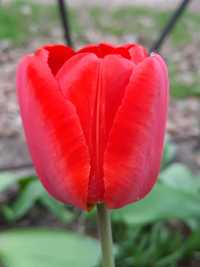 Цибулини тюльпани суперранні червоні луковицы тюльпаны красные ранние