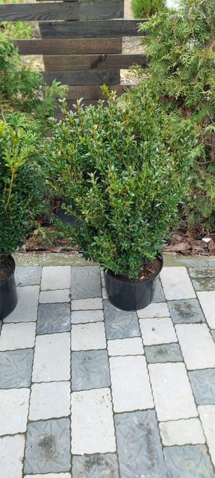 Самшит вічнозелений