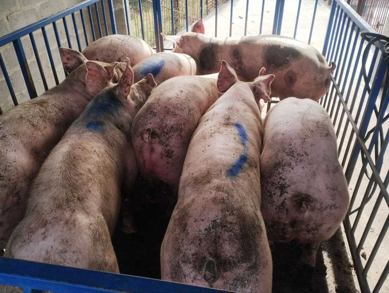 Продам свиней м'ясного типу