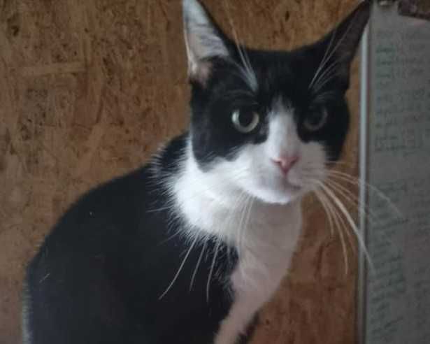 MILA wypatruje nowego domku