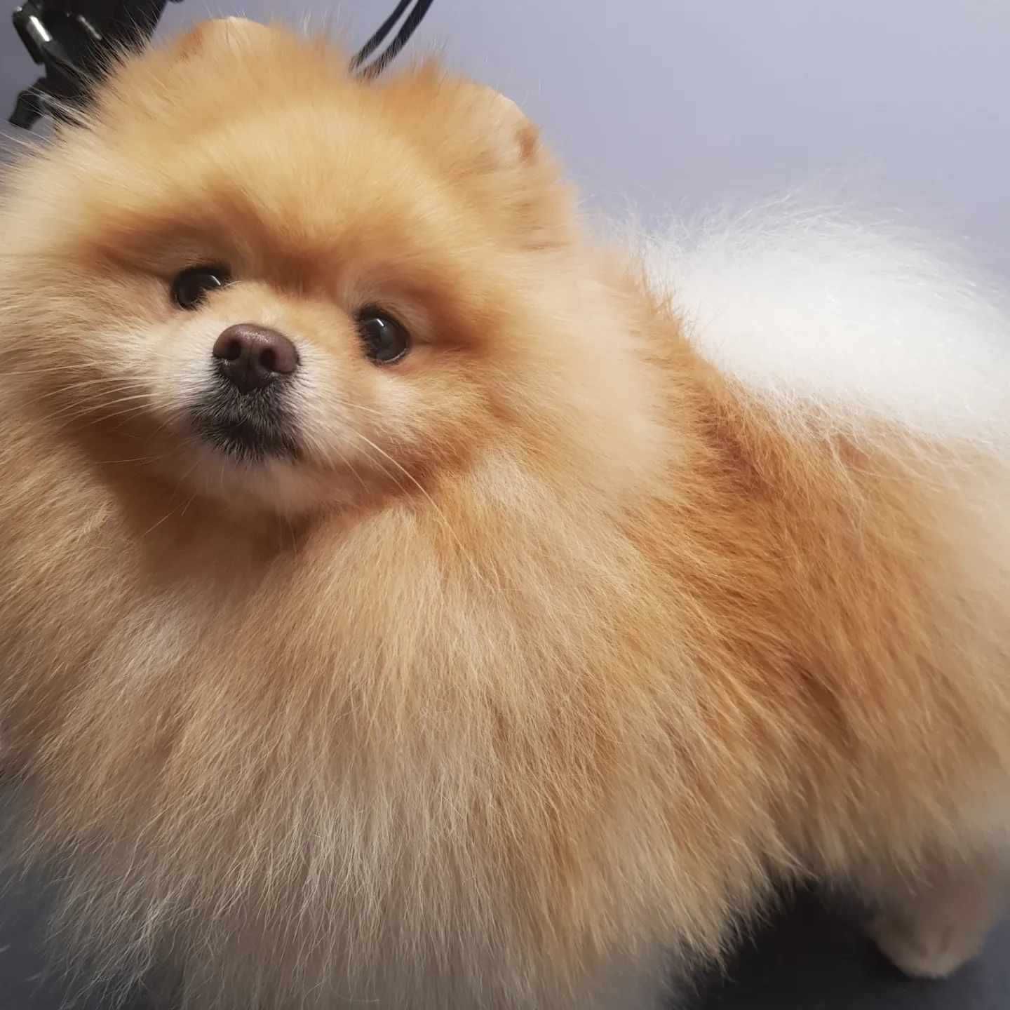 Pomeranian Szpic Miniaturowy po Championie typ misia Piesek Chłopczyk