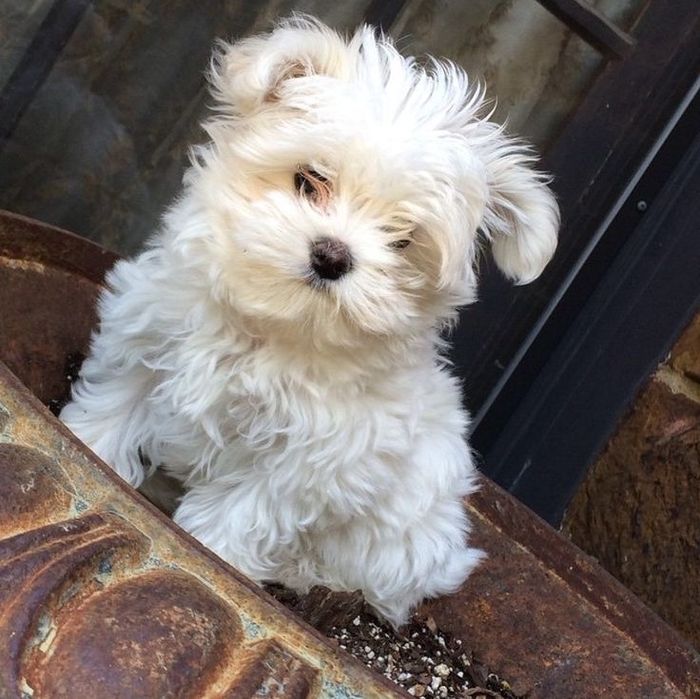 Красуні Мальтезе, дівчатка.