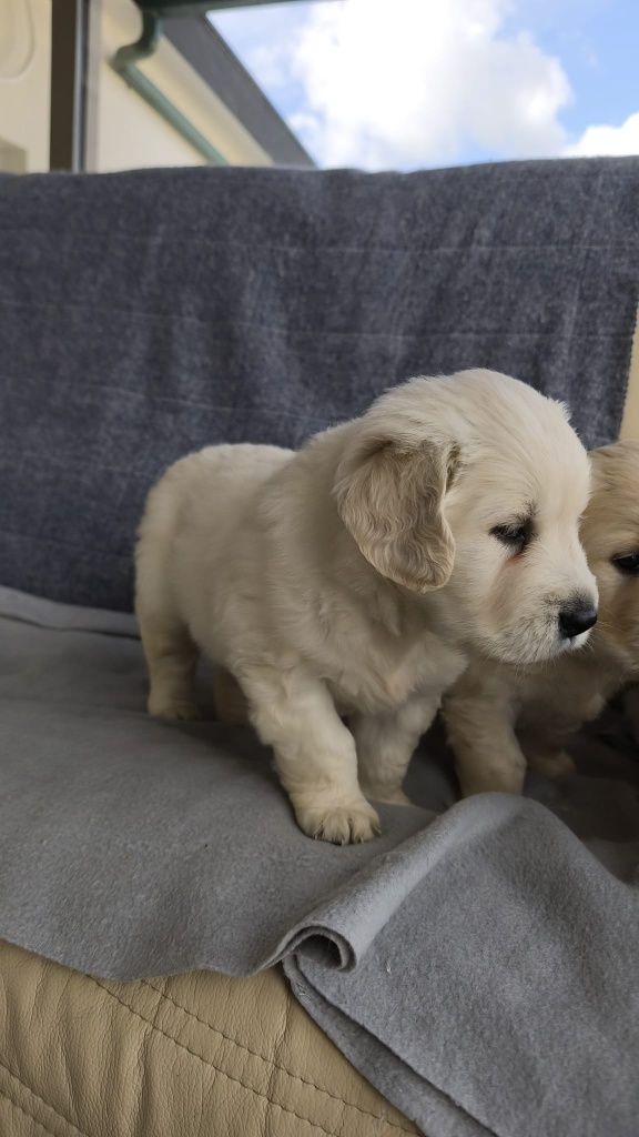 Golden Retriever macho disponível