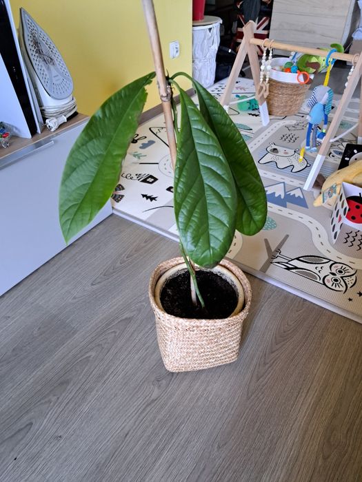 Roślina domowa awokado wysokość 80 cm oddam za chusteczki dla dzieci