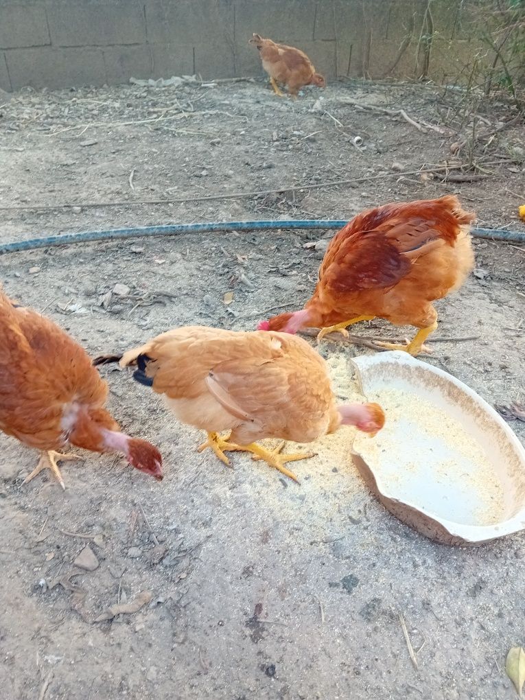 Frango do campo caseiro