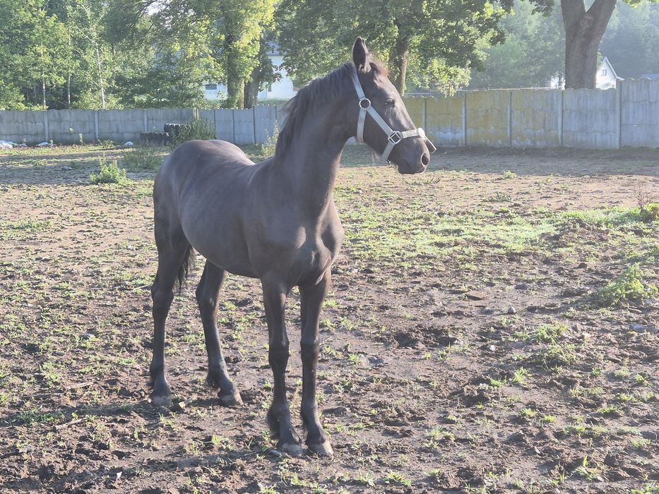 PIĘKNA Klacz fryzyjska fryz cudowny ruch