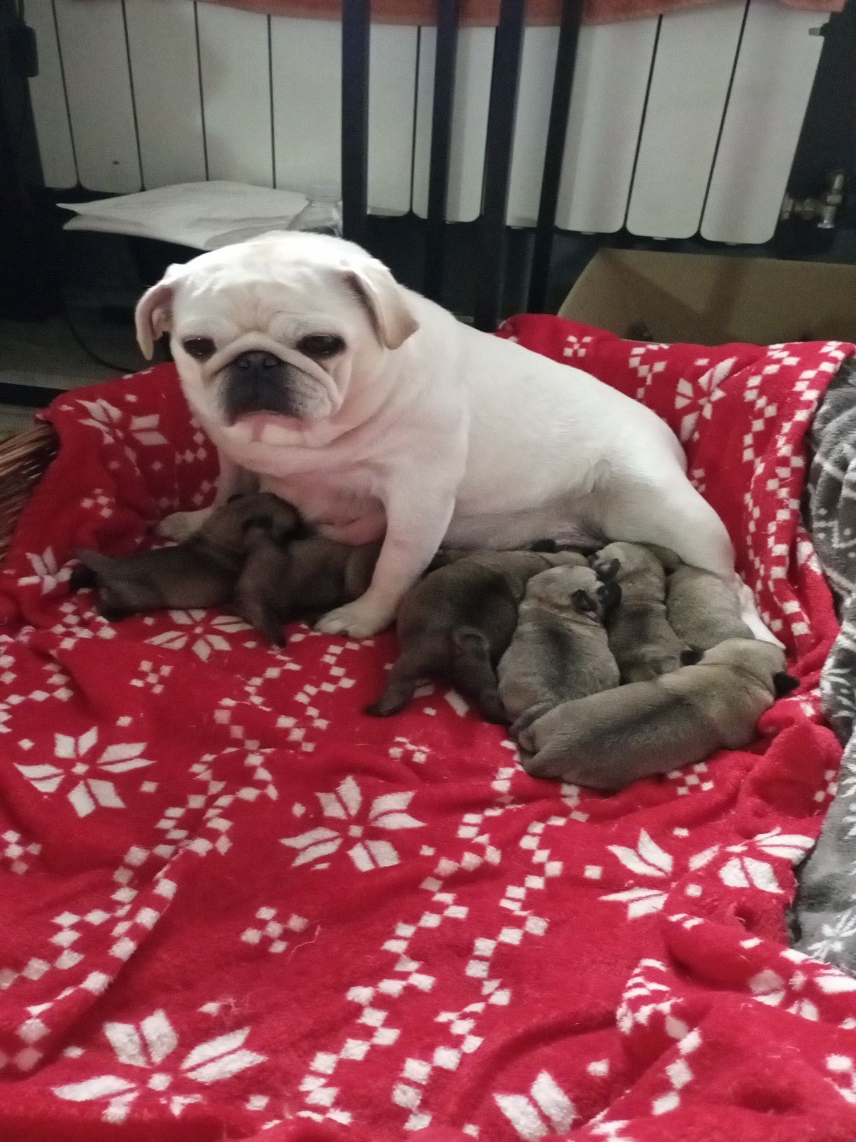 Mops śliczna suczka