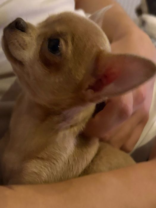 Chihuahua suczka ostatnia