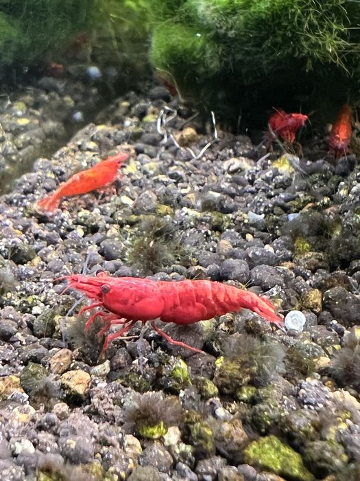 Krewetki Bloody Mary