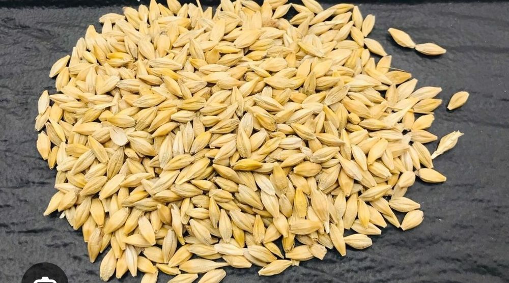 Продам зерно ячмінь