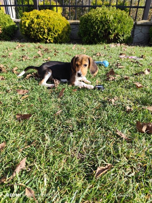 Sunia Beagle gotowa do odbioru w pełni zaszczepiona