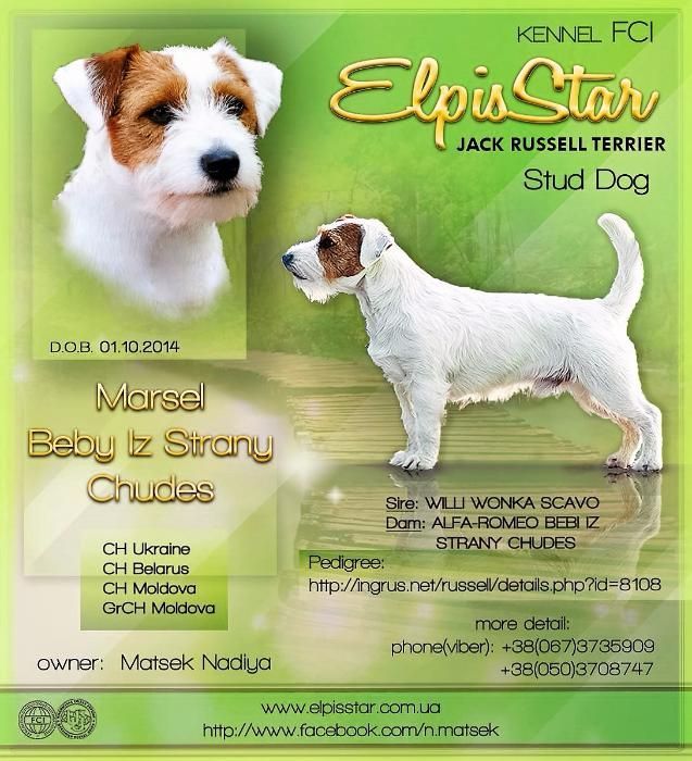 ДЖЕК РАССЕЛ ТЕРЬЕР - титулованный кобель для вязки