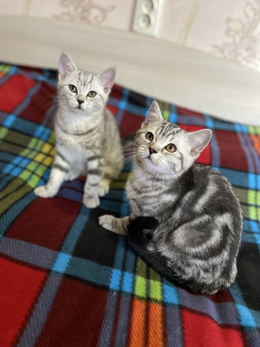 Шотландські братики чекають на новий дім