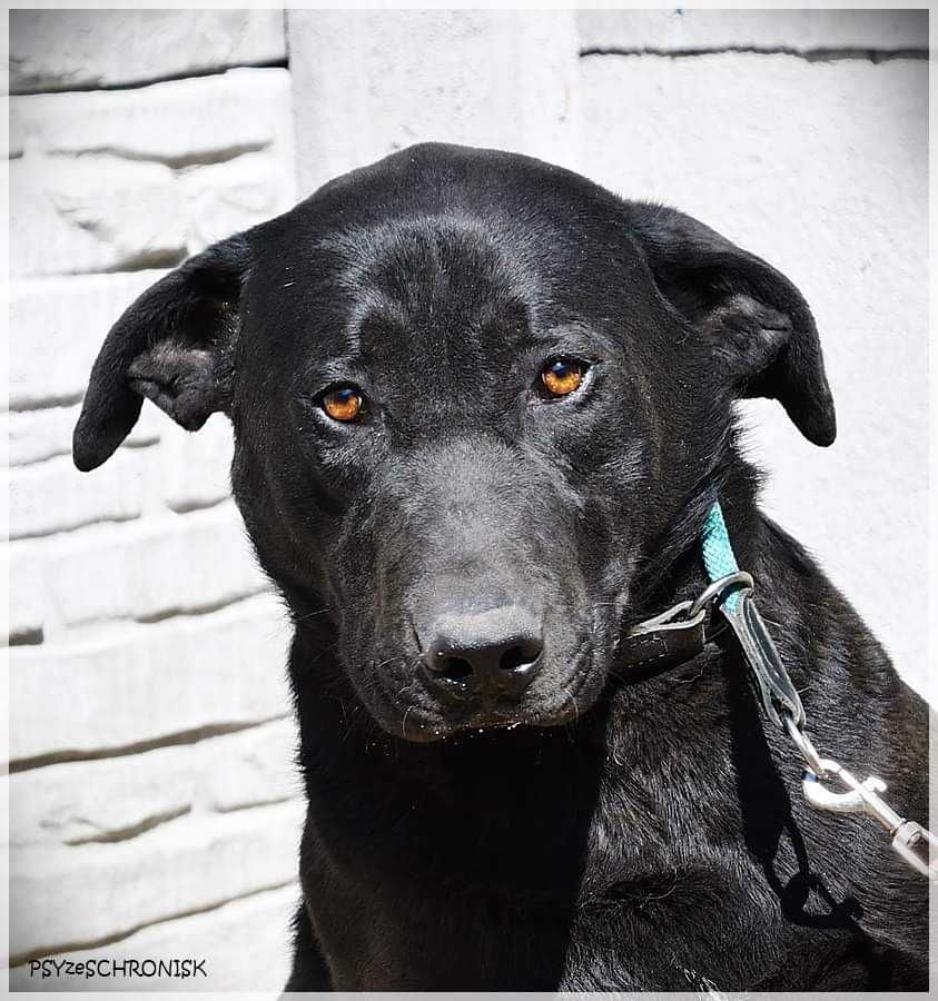 Sancho - młody psiaczek w typie labradora szuka domu