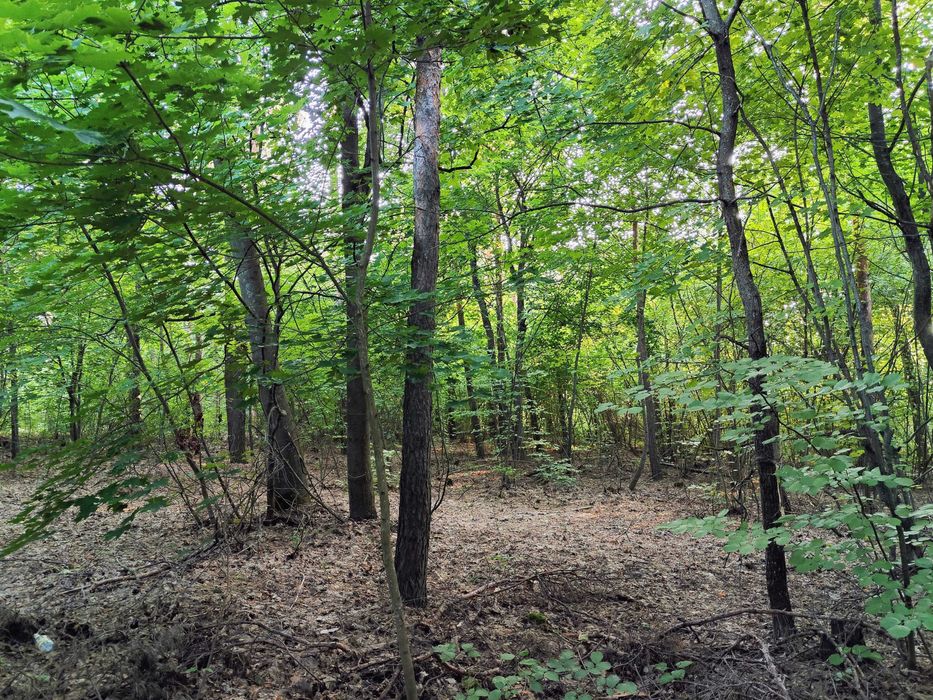 Місце мрії! 15 соток під забудову прямо в лісі, біля озера.