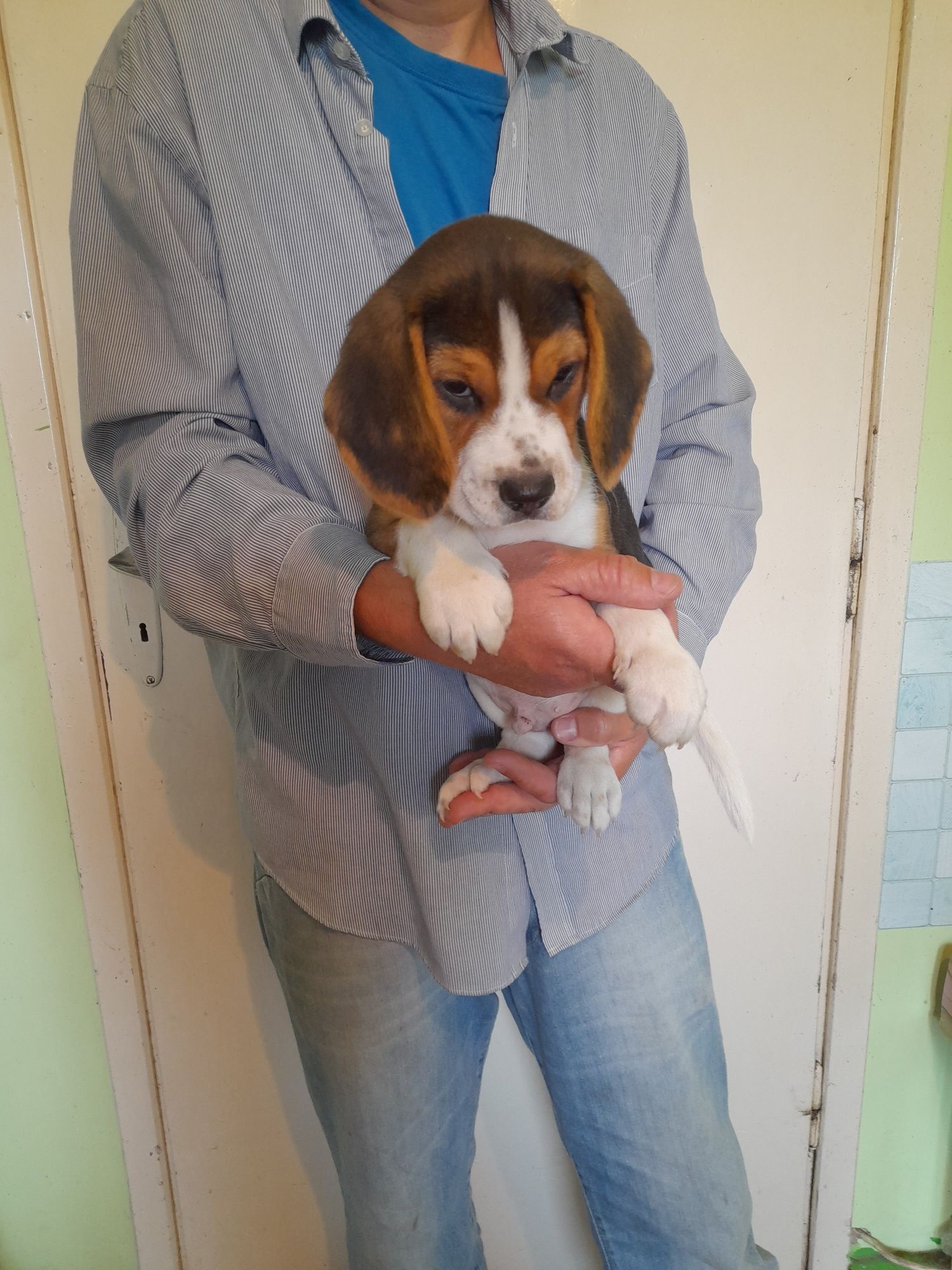 Beagle szczeniak tricolor