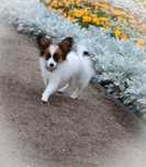 Papillon ZKWP/FCI - Pies- urodzony 13.03.2025r.