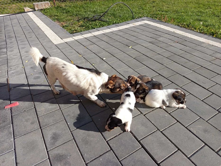 Oddam pieski w dobre ręce, suczki