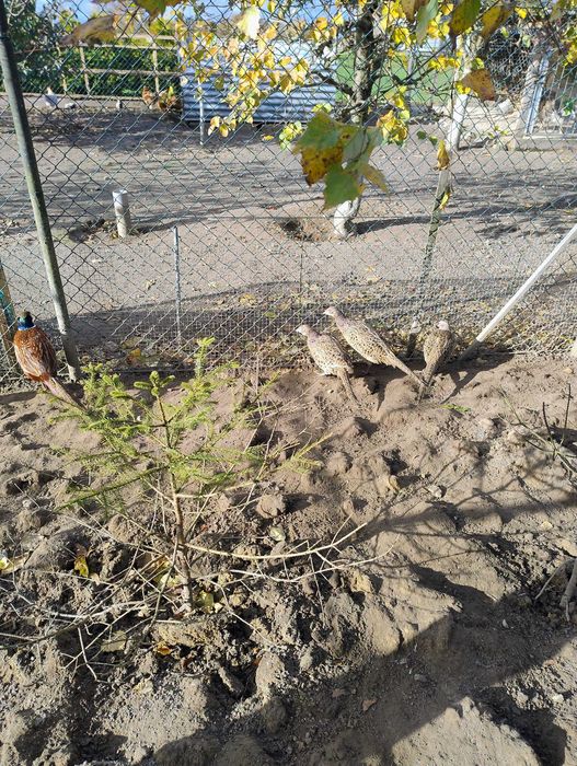 Bażanty młode polne