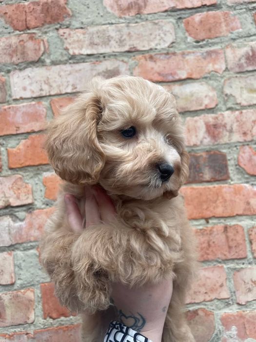 Карликовая девочка пудель щенки