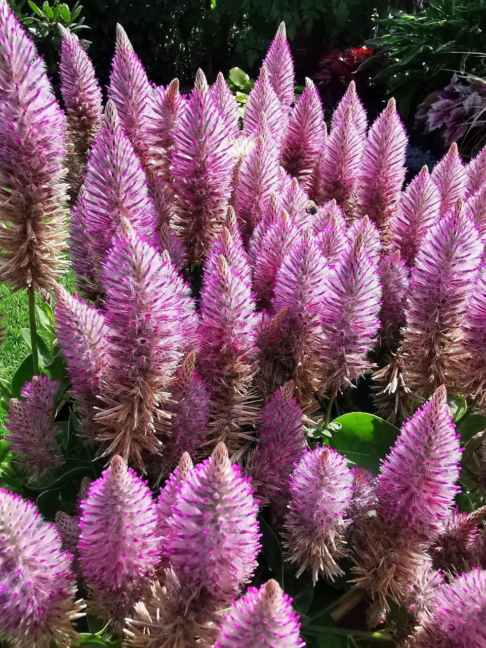 Ptilotus - Różowy ogonek królika 30 nasion