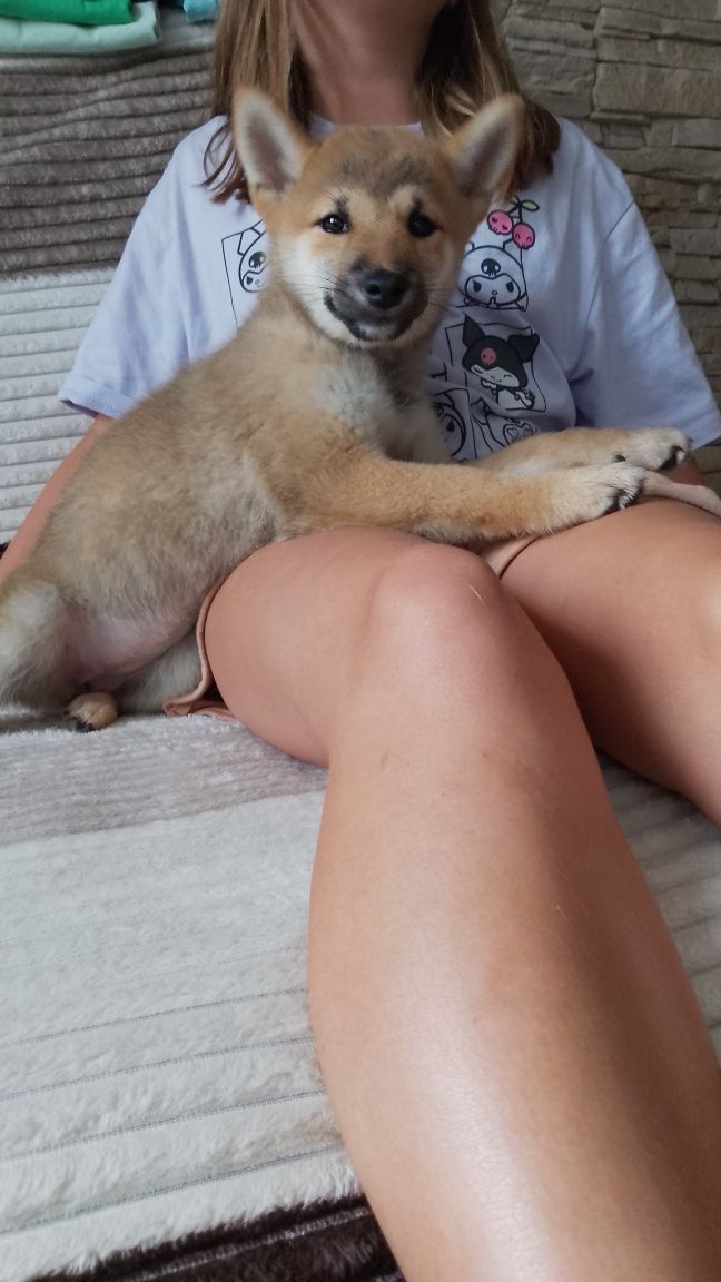 Suczka Shiba Inu gotowa do zmiany domu