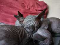 Kociak do odbioru juz po kastracji • Sphynx Sfinks • Sfinx Wwa i inne