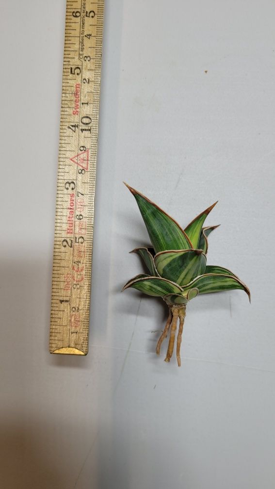 Sansevieria Pinguicula var