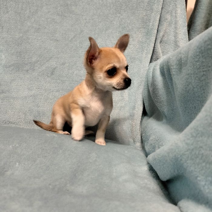 Chihuahua Śliczna Malutka Sunia po malutkich rodzicach