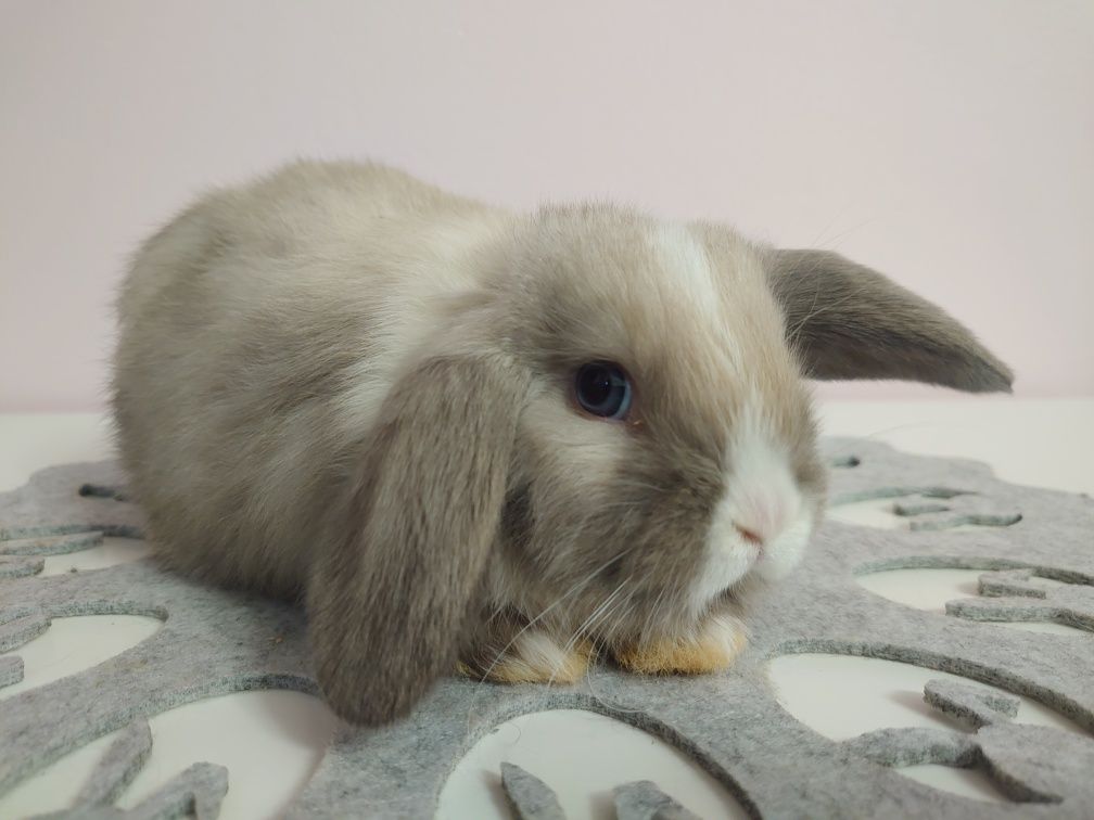 Króliki Mini -Lop