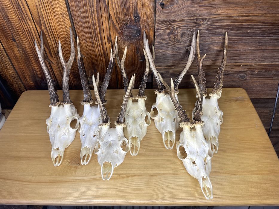 Zestaw kozłów kozioł poroże jeleń łoś nr 2