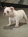 Bulldog frances creme  macho