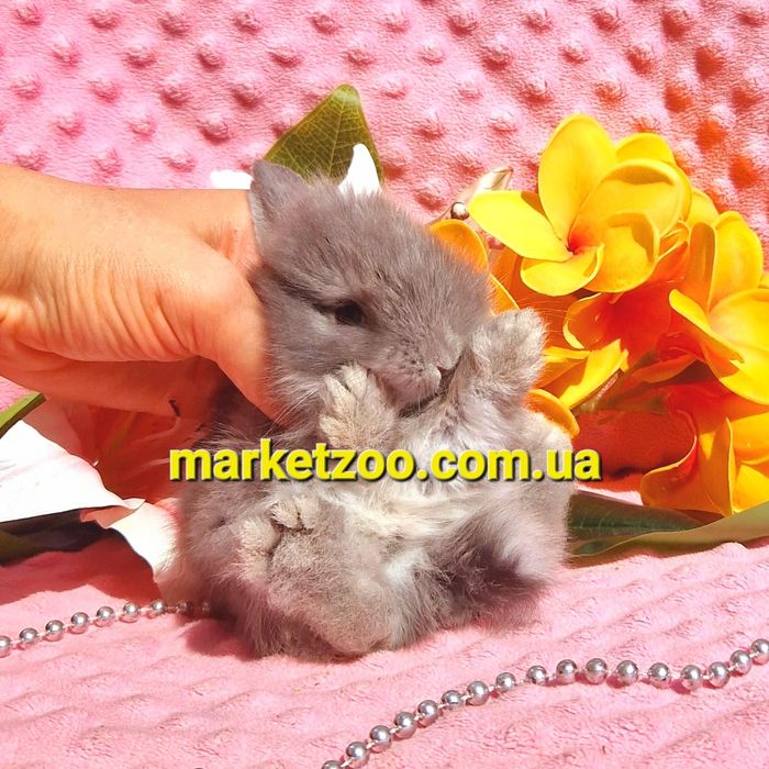 карликовый мини мiнi mini кролик карликовые кролики серебро шиншила