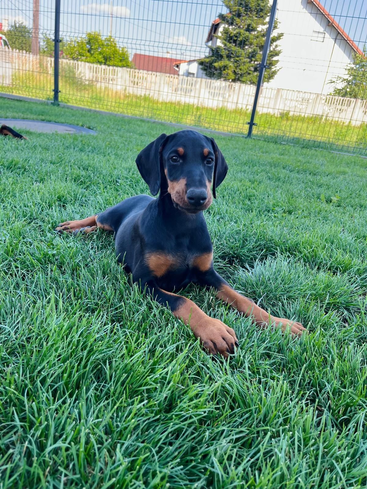 Suczka Doberman!! Gotowa do odbioru!!