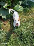 Pies  Jack Russell Terier